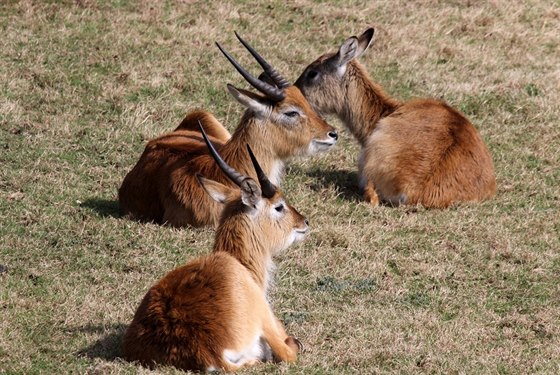 Antilopy sitatunga (ilustraní snímek).