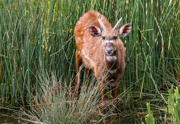 Antilopa sitatunga