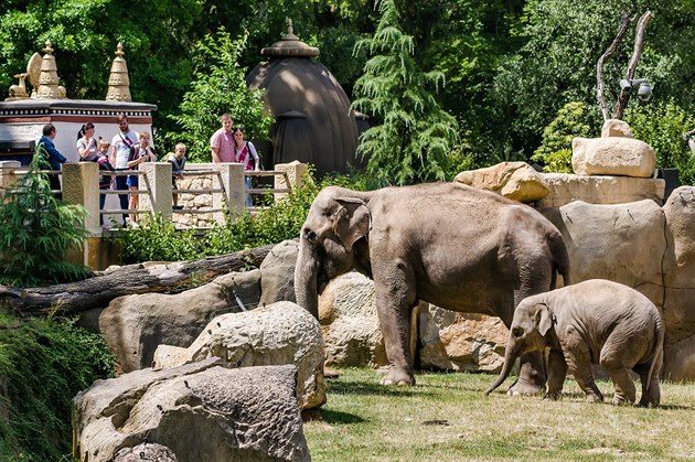 Mezi nejoblíbenější místa v zahradě patří i výběh pro slony.
