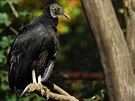 Kondor havranovitý v botanickém parku zoologické zahrady v Ostrav.