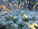 Bohat kvetoucí trvalka popelivka Pewalského v botanickém parku zoologické...