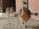 Návštěvníci jihlavské zoologické zahrady mohou obdivovat mláďata pštrosů.