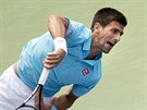 Novak Djokovi na turnaji v Torontu