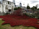Keramické vlí máky obklopily londýnský Tower na památku voják, kteí padli v...
