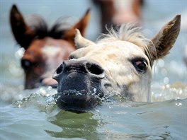 PLAVBA. Vodní kanál u msta Chincoteague ve Virginii peplavalo stádo poník....