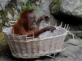 Orangutaní samička Diri zkoumá ve venkovním výběhu proutěný koš.