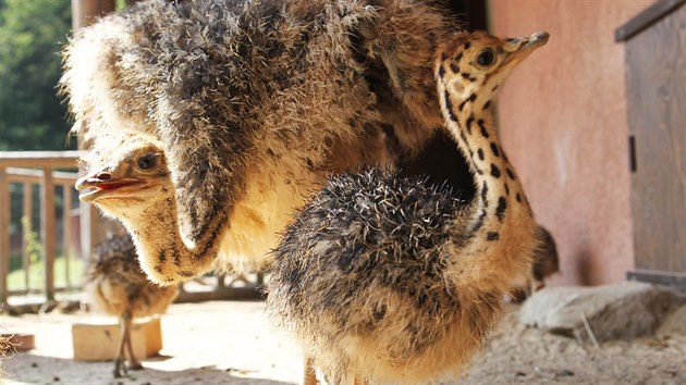 Nvtvnci jihlavsk zoologick zahrady mohou obdivovat mlata ptros.