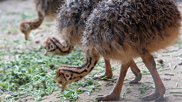 Nvtvnci jihlavsk zoologick zahrady mohou obdivovat mlata ptros.