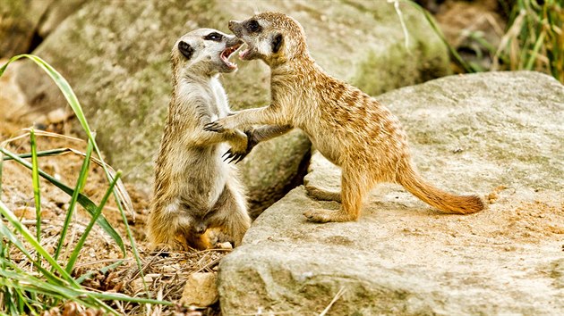 Mlata surikat ve dvorsk zoo.