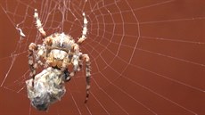 Takhle k�i�ák obecný vysává svoji ob� - vlastn� si dop�ává koktejl z...