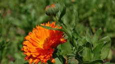 Suený kvt msíku lékaského vyuijete v kuchyni místo afránu na obarvení...