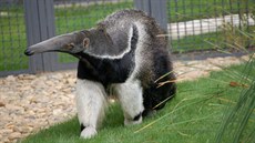 Samice Ella poprvé ve svém výb�hu (7. srpna 2014)