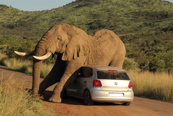 Sloni asto pouívají stromy a skály k tomu, aby se zbavili nepíjemného...
