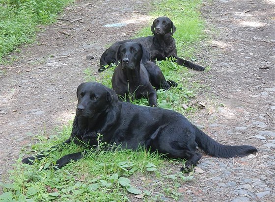 Tři černí psi nalezení v lese u Skutče nyní čekají, zda se jich někdo ujme...