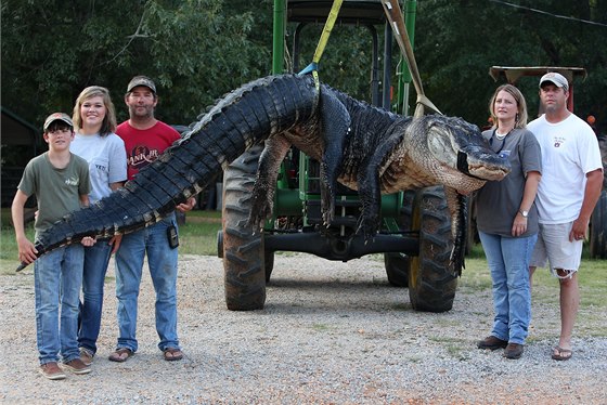 Ulovený aligátoí velikán je dlouhý 4,5 metru a váí tém 460 kilogram....