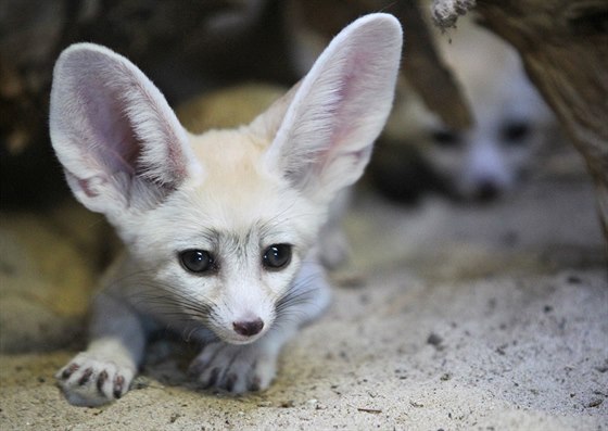 Mláďata fenka, nejmenší lišky na světě, v jihlavské zoologické zahradě.