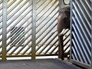 Ankhor po vyputní z transportního boxu, ve stáji Pavilonu slon Zoo Praha.