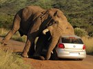 Incident se odehrál minulý týden v Národním parku Pilanesberg v Jihoafrické...
