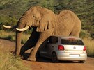 Sloni asto pouívají stromy a skály k tomu, aby se zbavili nepíjemného...