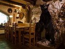 Vycpaný medvd baribal v litomylské restauraci.