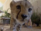 Gepardí mlád Ruuxa