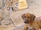 Gepardí mlád Ruuxa a fenka rhodéského ridgebacka Raina