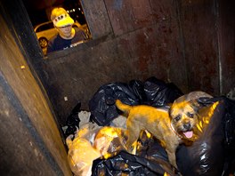 Merlin, a Border Terrier, hunts for rats in a dumpster as his owner Judy looks...