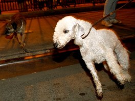 Catcher (R), a Bedlington Terrier, pulls on his leash during an organized hunt...