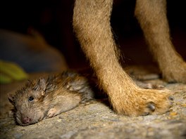 Merlin, a Border Terrier, stands by a dead rat which he killed during an...