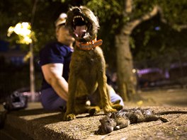 Merlin, a Border Terrier, stands over a dead rat he killed during an organized...