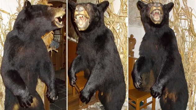 Vycpaný medvd baribal, kterého pili celníci zabavit do restaurace v...