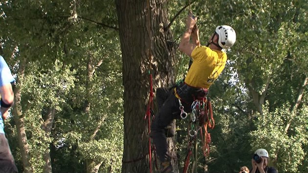 Arborist v Praze soutili v lezen po stromech.