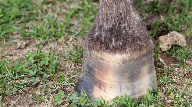 Někteří koně mají pruhovaná kopyta, která jsou mimořádně odolná. Pokud s nimi chovatel nejezdí do špatného terénu, není nutné je kovat.