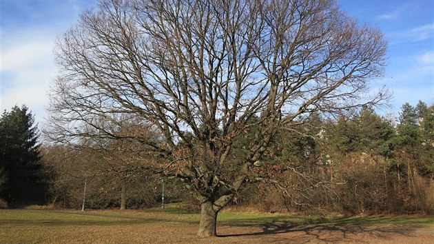 Jiráskův dub (významný strom) je cennou krajinou dominantou. Pojmenován je podle českého literáta, kterého připomíná sousedící čtvrť.