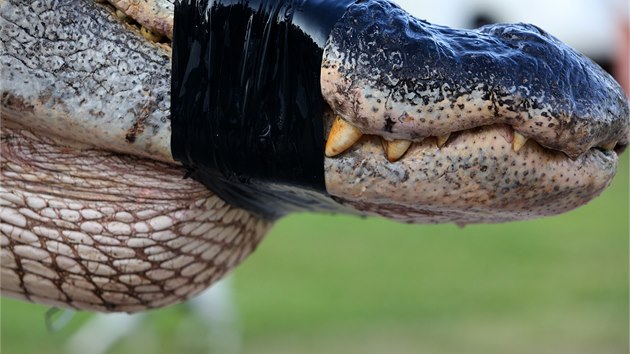 Uloven aligto velikn je dlouh 4,5 metru a v tm 460 kilogram. Ptice lovc s nm bojovala 6,5 hodiny (18. srpna 2014).