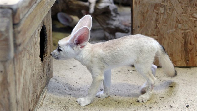 Mláďata fenka, nejmenší lišky na světě, v jihlavské zoologické zahradě.