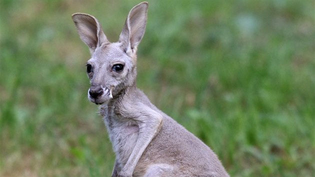 Zhruba tmsn klokan samiku z olomouck zoo matka odvrhla a proto vyrst v pi zooloky. Jako kapsa j slou taka s povlakem od polte.