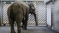 Ve vnitních stájích pavilonu bude Ankhor trávit následující dny, poté se bude...