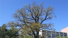 Kunratický dub letní je památný a mohutný hraniční strom, k jehož výsadbě se...