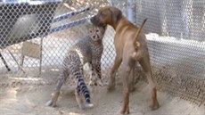 Gepardí mlád� Ruuxa a fenka rhodéského ridgebacka Raina