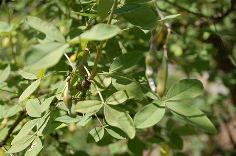 tdenec odvisl neboli prav zlat d隝 (Laburnum anagyroides) je jedovat...