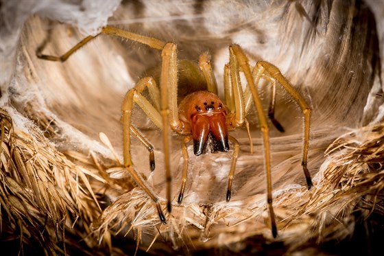Zápřednice je mezi pavouky vzornou matkou.