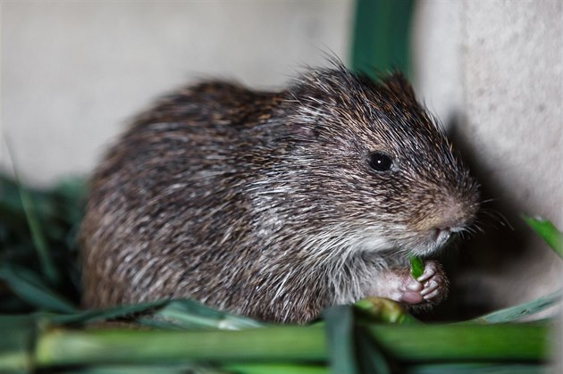 �ekomy�i mají velice chutné maso, proto by jejich chov mohl nahradit bushmeat,...