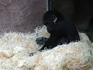 Gorilí kluk Nuru se uí lumpárny od starího bratra