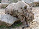 Samice nosoroce dvourohého Elika se v Zoo Dvr Králové narodila v záí 2012.