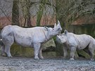 Samice nosoroce dvourohého Elika s matkou Etoshou ve dvorské zoo.