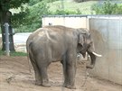Nový slon