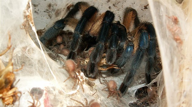 Samice sklpkana (Monocentropus balfouri) s mlaty