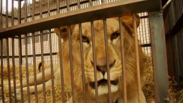 VIDEO: V Peru odebírají lvy z cirkusů. Včetně toho, co napadl divačku -  iDNES.cz