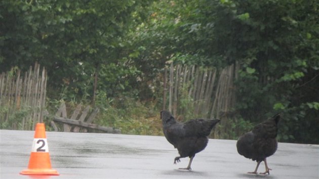 idika strhla zen, aby se vyhnula slepici stojc na silnici, dostala vak smyk a narazila do domu a vrat gare. Zve vyvzlo bez zrann a po nehod zstalo v okol msta inu.